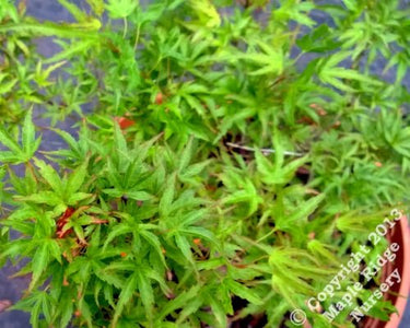 Acer palmatum 'Yuri hime' - mapleridgenursery